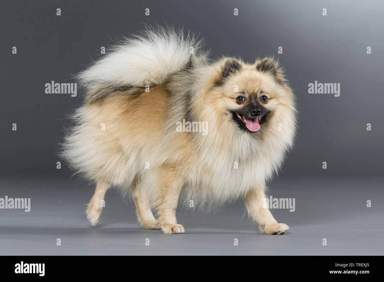 Pomeranian. Adult dog walking. Studio picture against a gray background. Germany Stock Photo