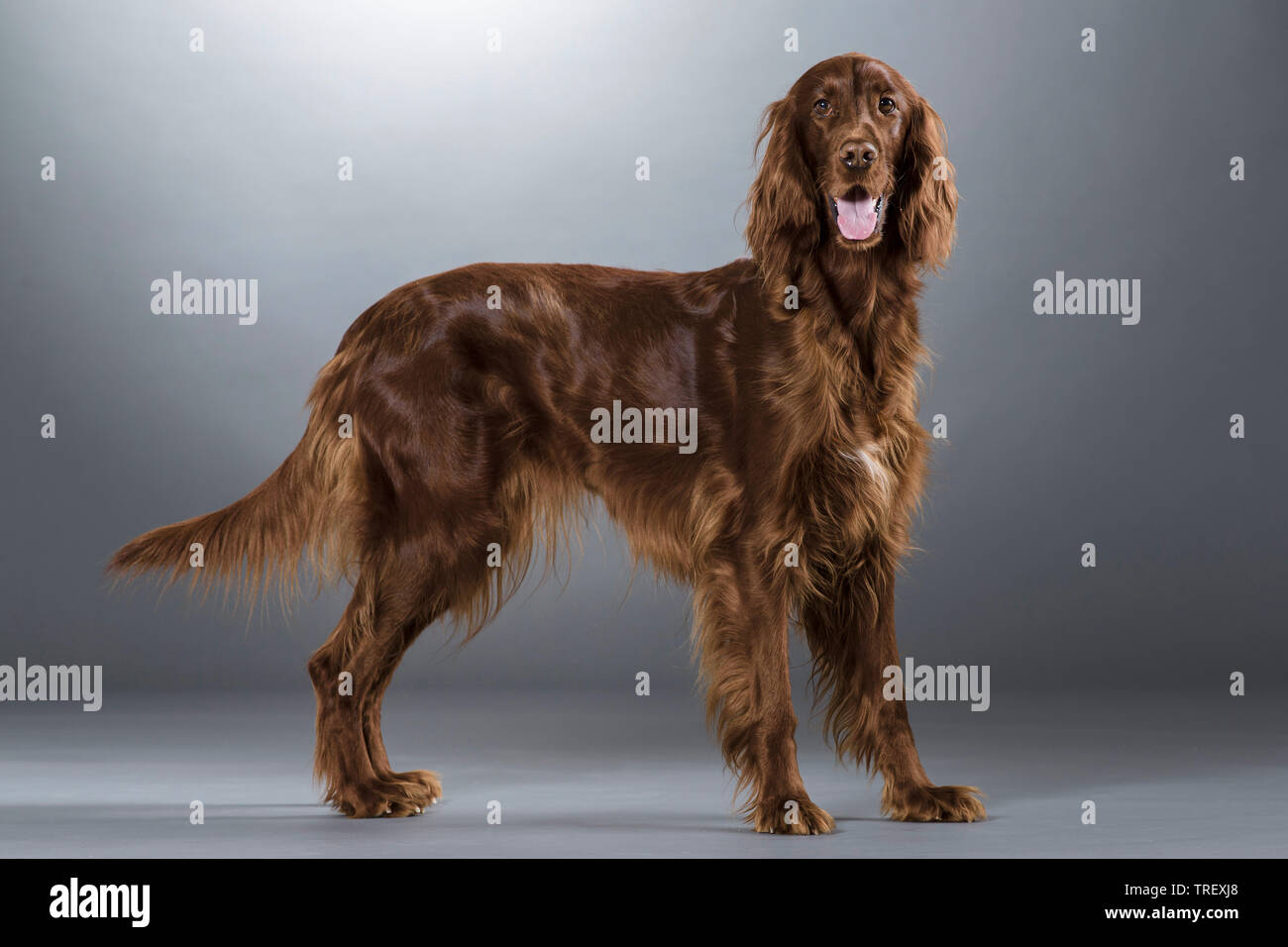 Irish Setter. Adult dog standing, seen side-on. Studio picture against a gray background. Germany Stock Photo