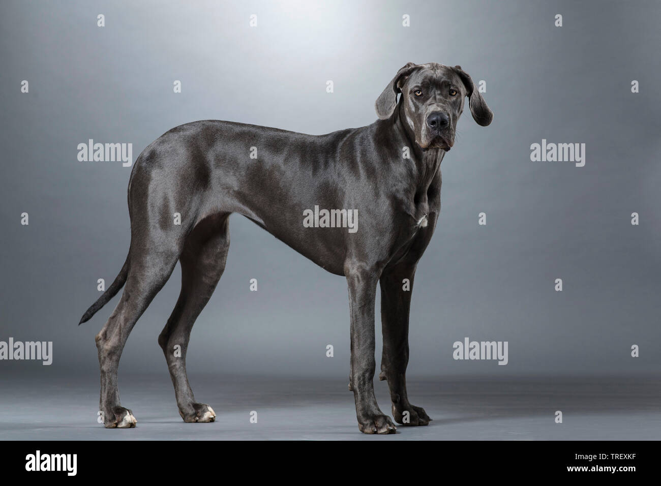 Great Dane. Adult dog standing, seen side-on. Studio picture against a gray background. Germany Stock Photo