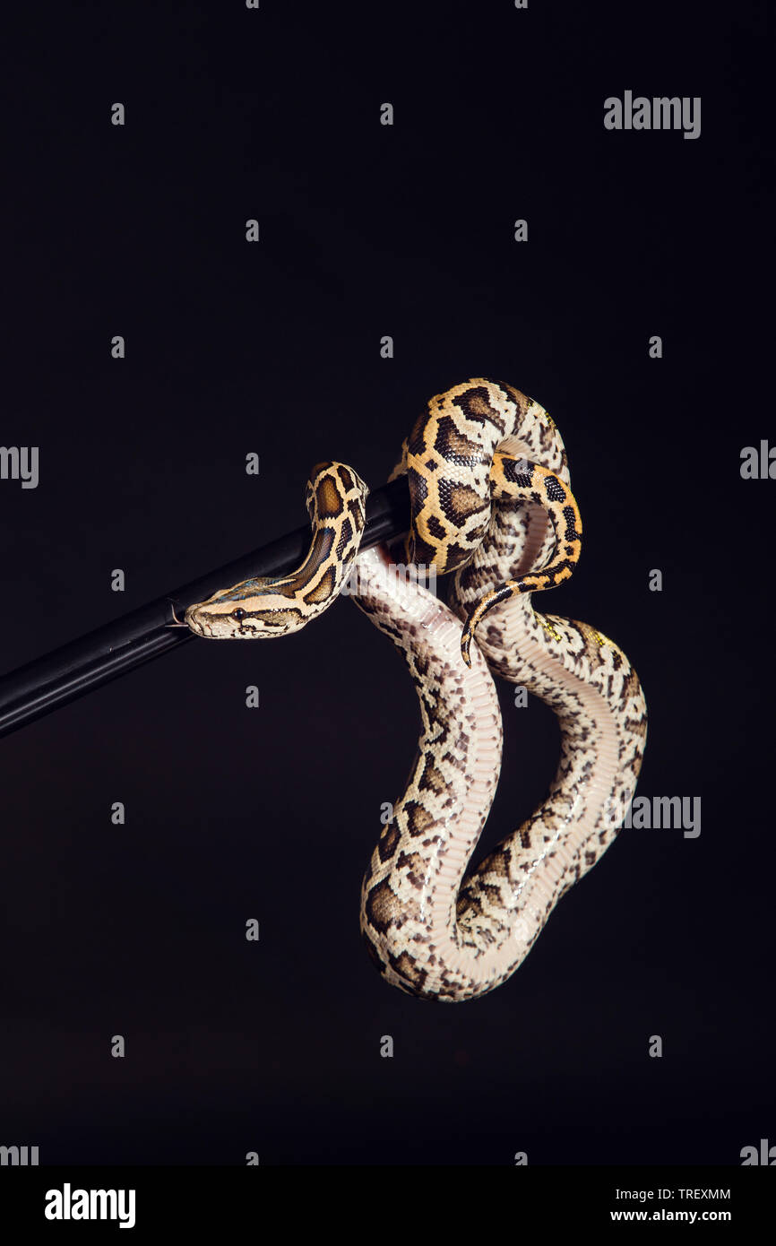 tiger python, black and yellow, against black  background. Female Pastel calico Python, Royal python or ball python, Python regius Stock Photo