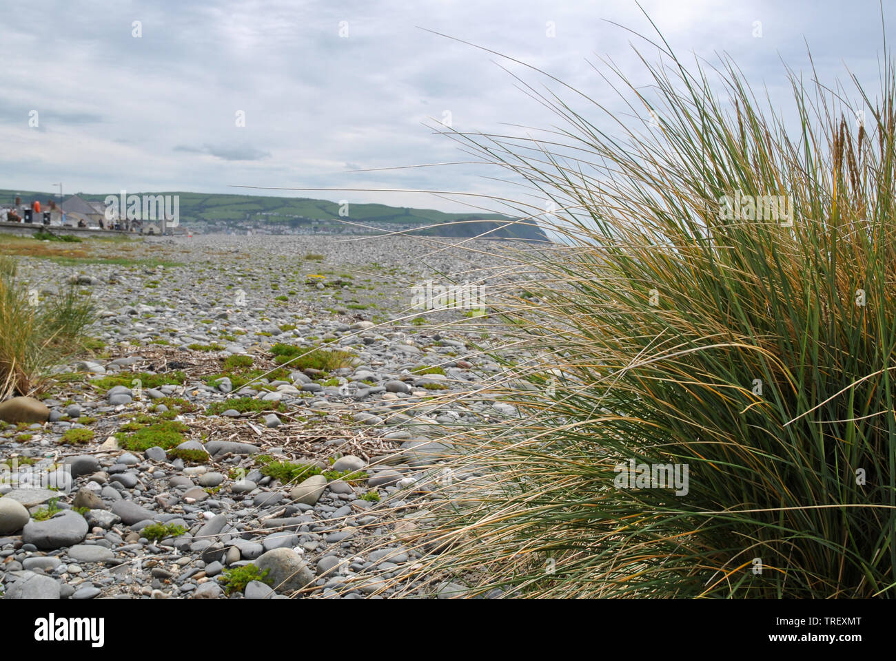 A photograph showing a pebbly beach scene in Borth with marram grass in the foreground and cliffs in the background Stock Photo