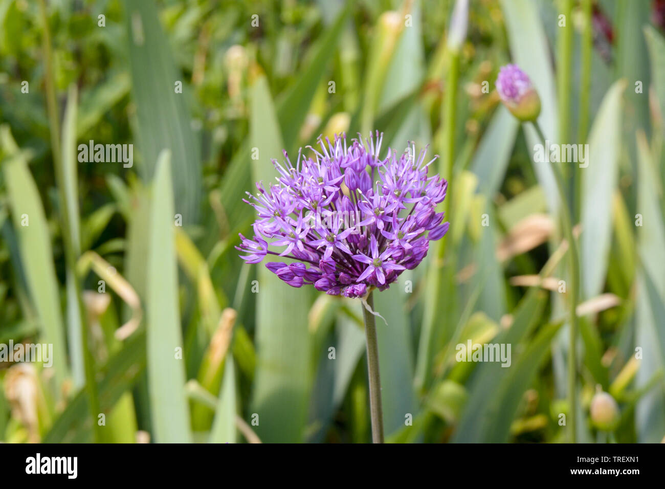 Allium globemaster flower Stock Photo