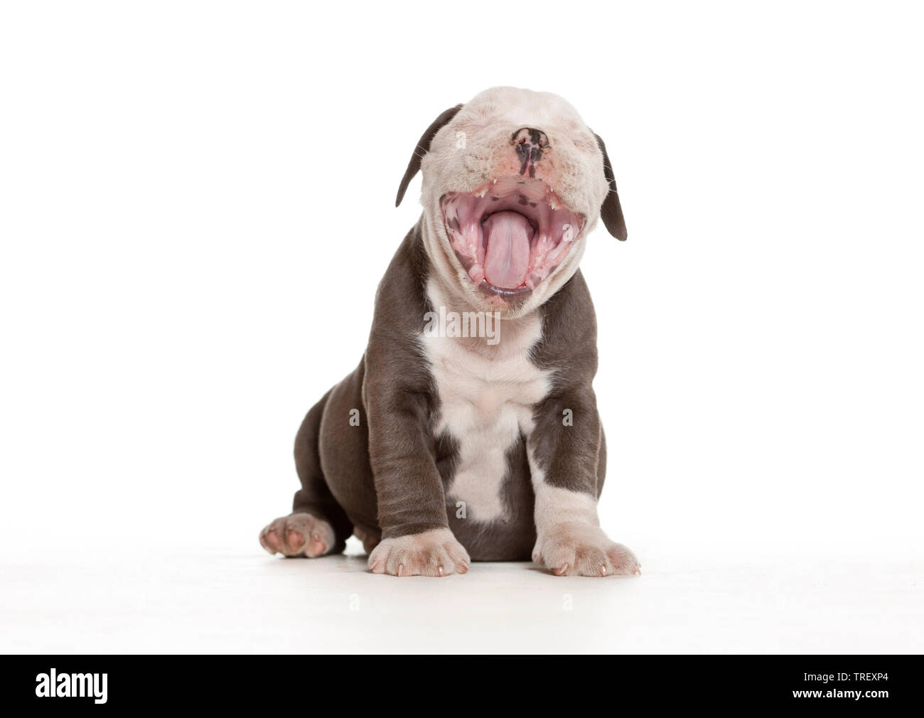 English Bulldog. Puppy sitting while yawning, isolated on white. Germany Stock Photo