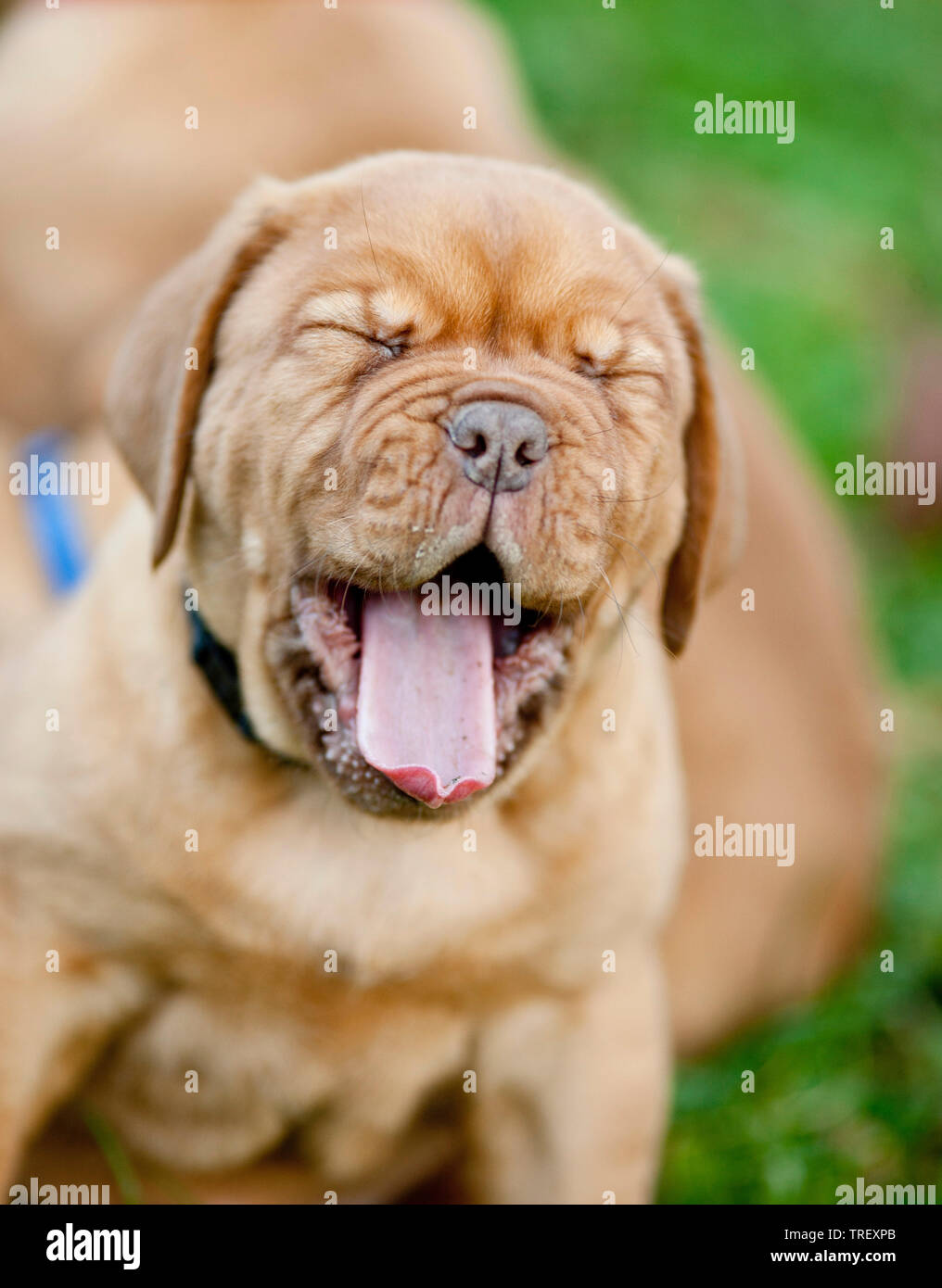 Bordeaux Mastiff, Bordeauxdog. Portrait of a puppy, yawning. Germany Stock Photo