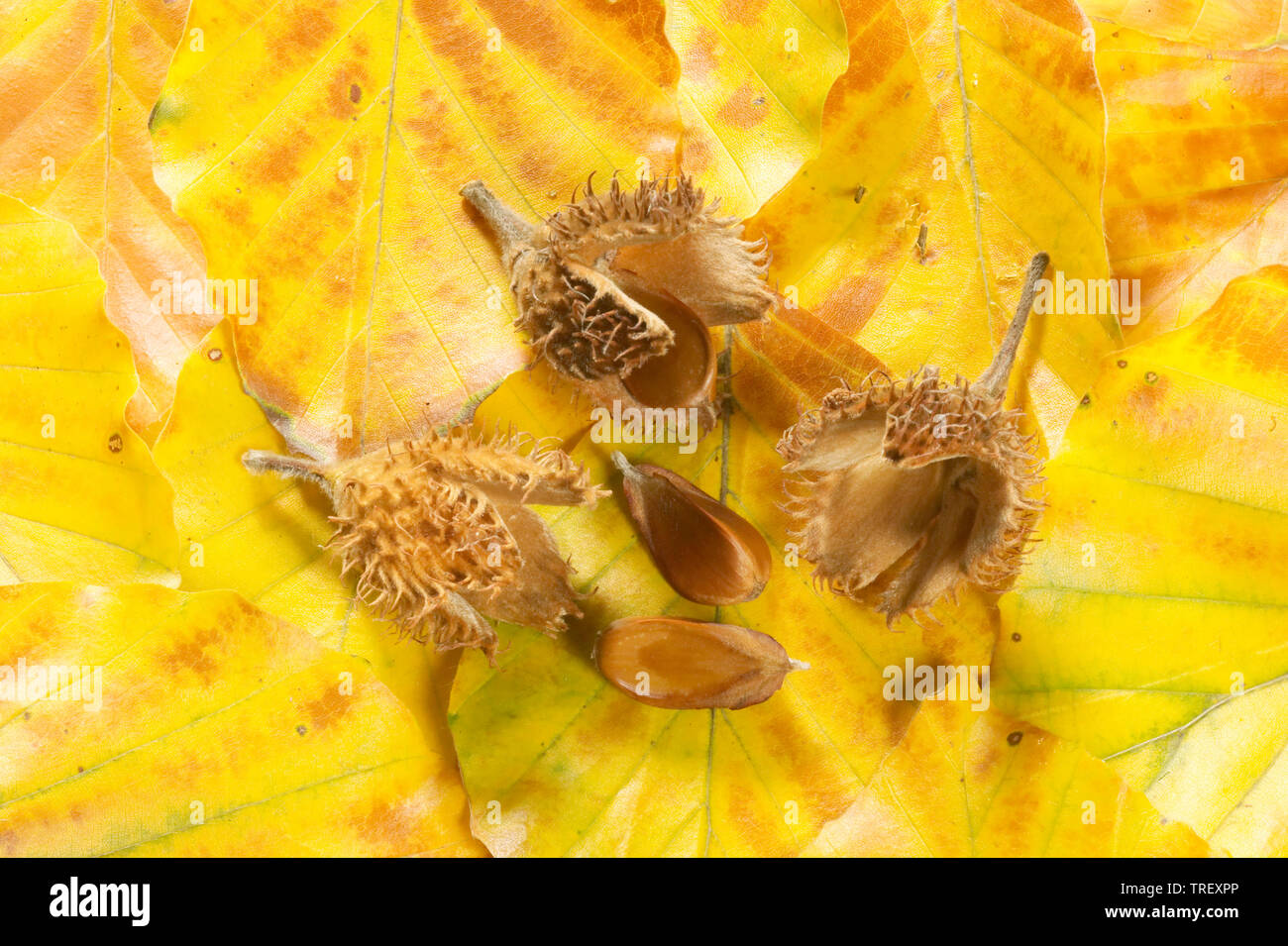 European Beech, Common Beech (Fagus sylvatica). Nut cupules and nuts on autumn leaves. Germany Stock Photo