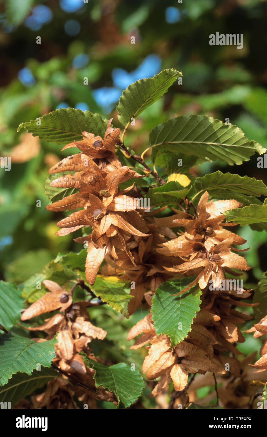 Common Hornbeam, European Hornbeam (Carpinus betulus). Seed catkins on a tree. Germany Stock Photo