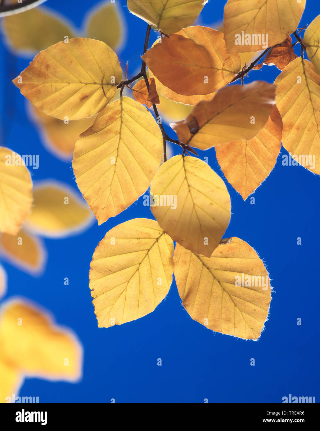 European Beech, Common Beech (Fagus sylvatica). Leaves in autumn colors in backlight. Germany Stock Photo