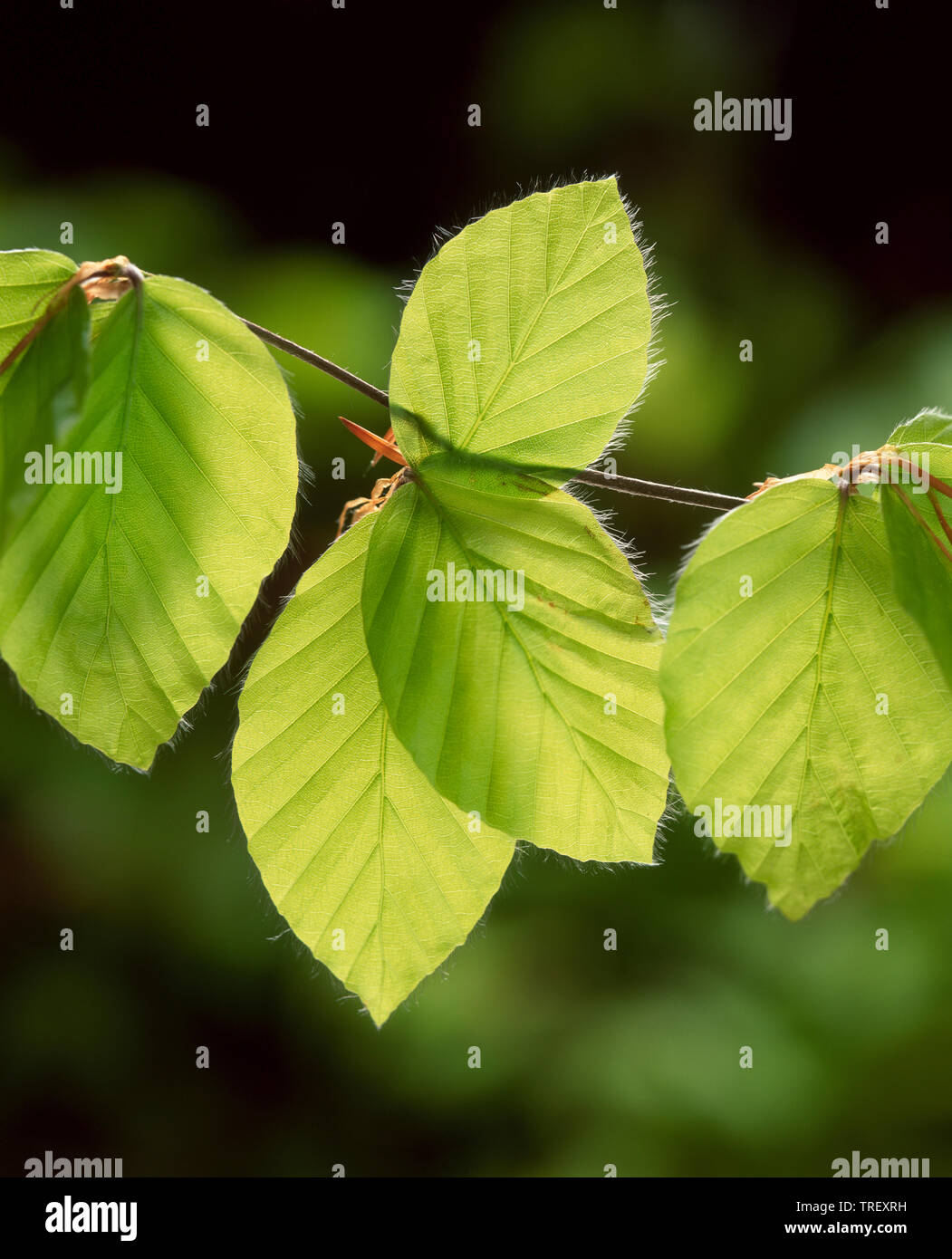 Common Beech (Fagus sylvatica). Close-up of newly emerged leaves, backlit. Germany, Stock Photo
