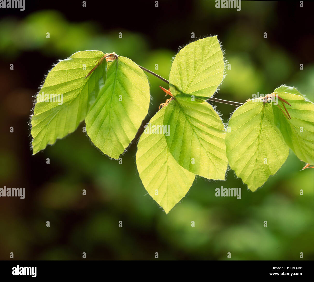 Common Beech (Fagus sylvatica). Close-up of newly emerged leaves, backlit. Germany, Stock Photo