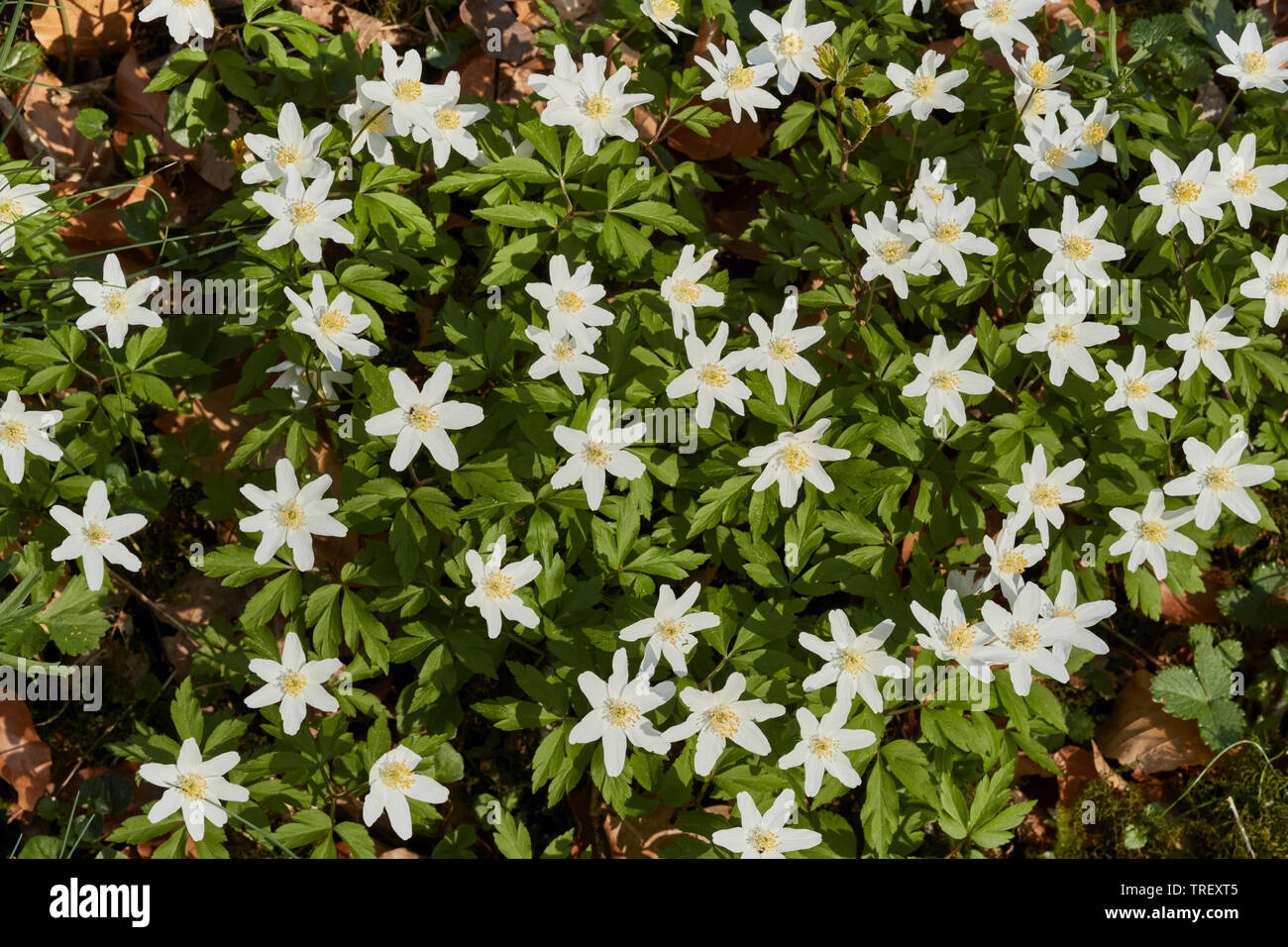 Wood Anemone, Windflower (Anemone nemorosa), flowering plants seen from above. Germany Stock Photo