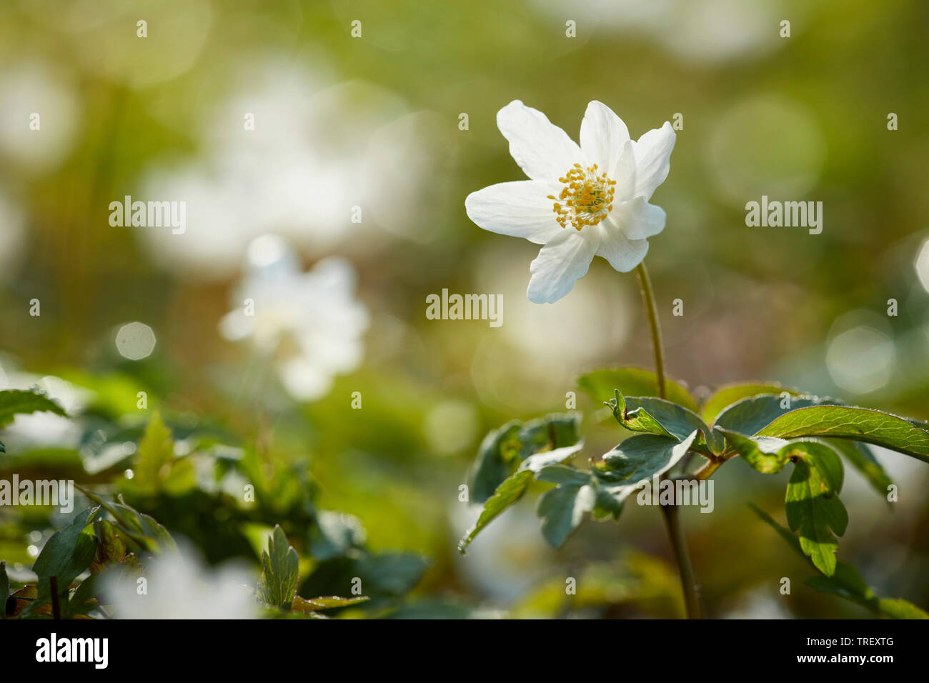 Wood Anemone, Windflower (Anemone nemorosa), flowering stalk. Germany