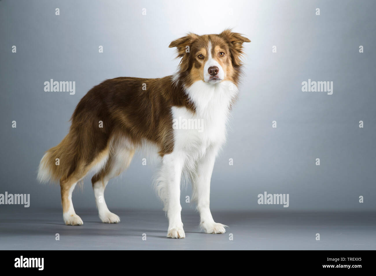 Border Collie. Adult dog standing. Studio picture against a gray background. Germany Stock Photo