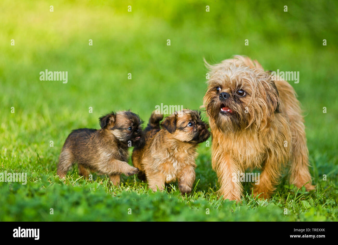 Griffon Bruxellois, Brussels Griffon. Adult dog and two puppies on a meadow. Germany Stock Photo