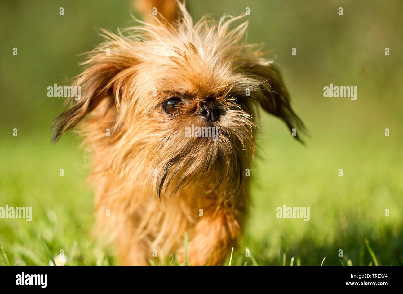 Griffon Bruxellois, Brussels Griffon. Adult dog walking on a meadow. Germany Stock Photo