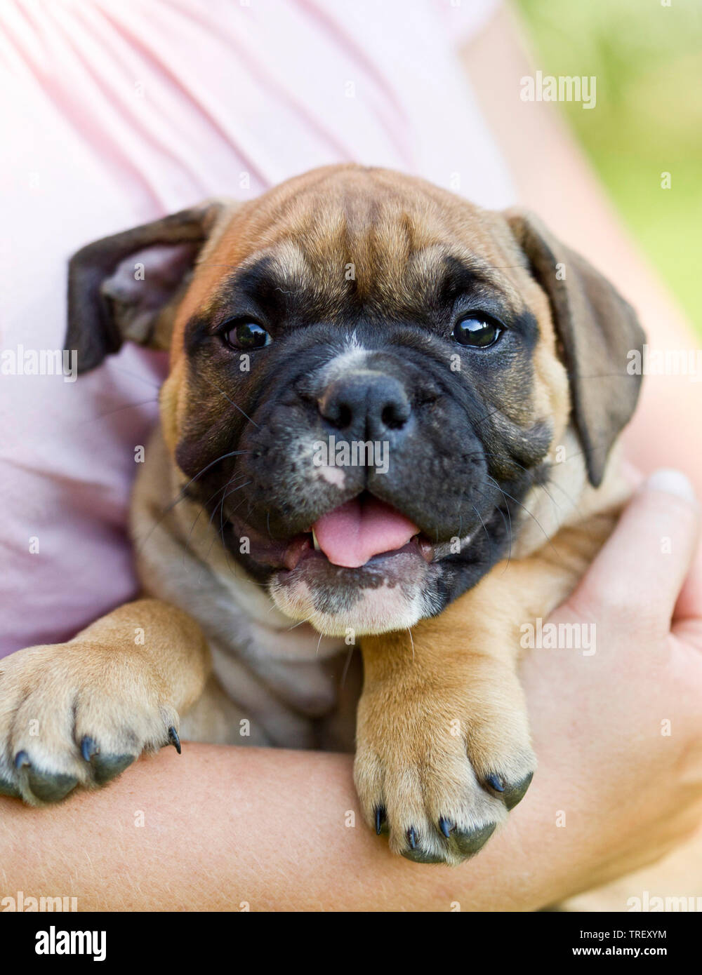 Continental Bulldog. A puppy in the arms of a human. Germany Stock Photo