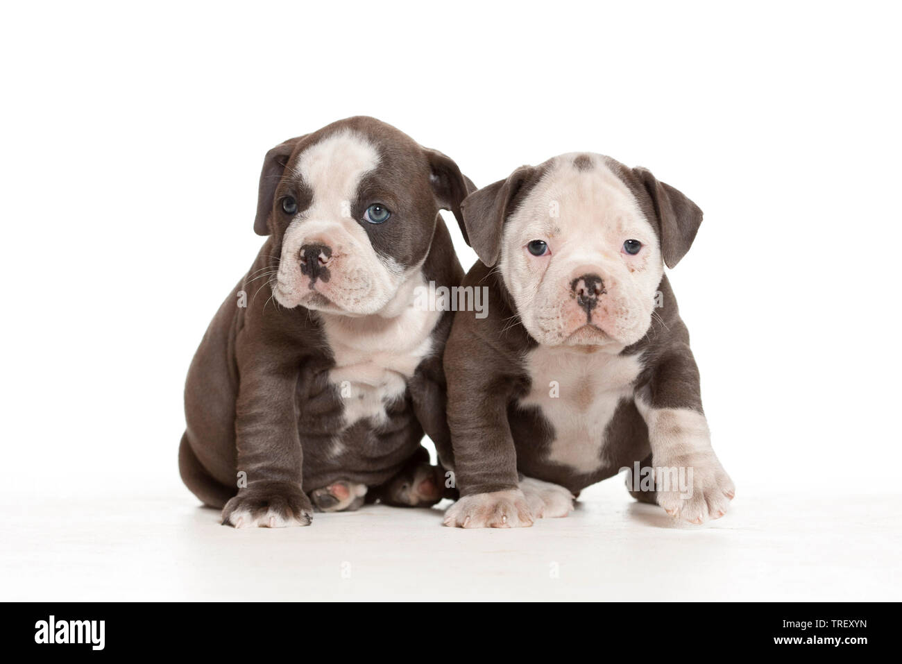 English Bulldog. Puppy running towards the camera. Studio picture against a white background. Germany Stock Photo