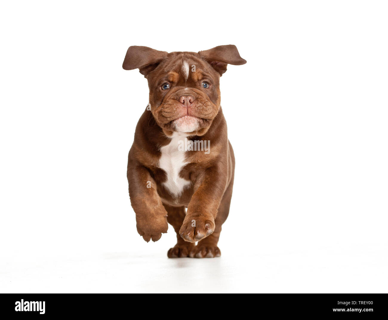 English Bulldog. Puppy running towards the camera. Studio picture against a white background. Germany Stock Photo