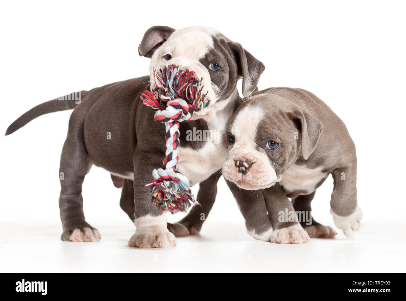 English Bulldog. Two puppies playing with a toy rope. Studio picture against a white background. Germany Stock Photo