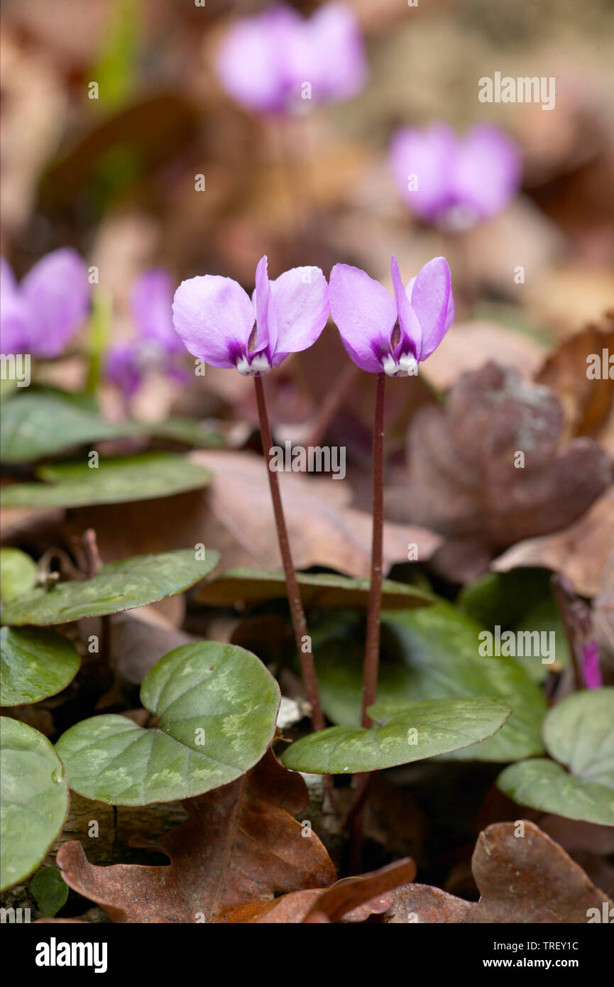 European Cyclamen (Cyclamen purpurascens), flowering plants on the forest floor. Germany Stock Photo