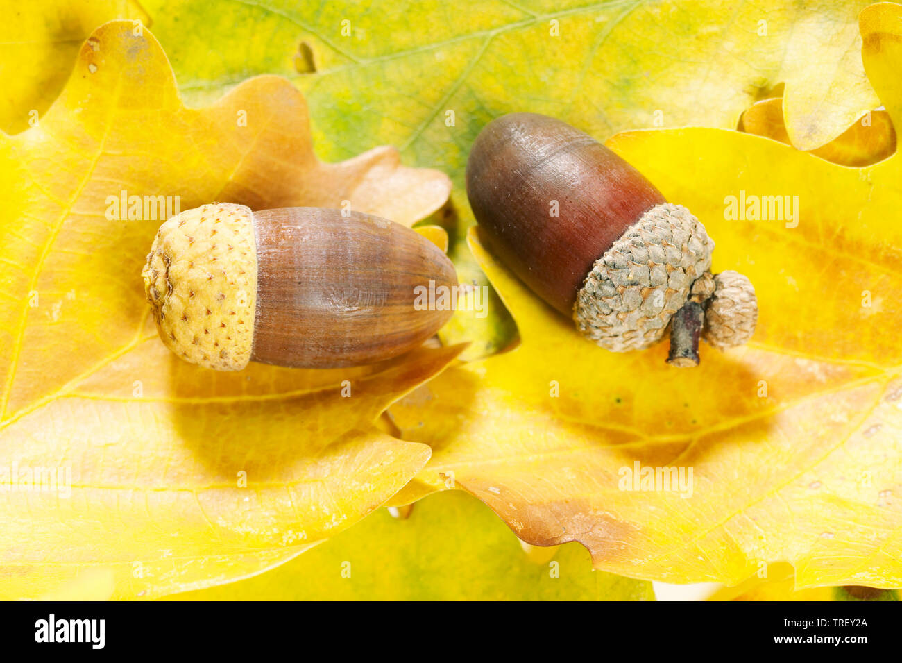 Common Oak, English Oak (Quercus robur). Acorn on leaf litter in autumn. Germany Stock Photo