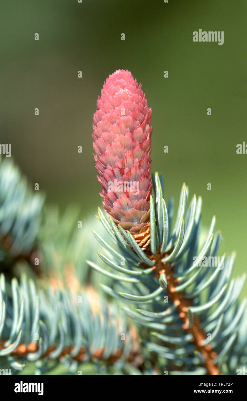 Blue Spruce (Picea pungens), immature cone Stock Photo
