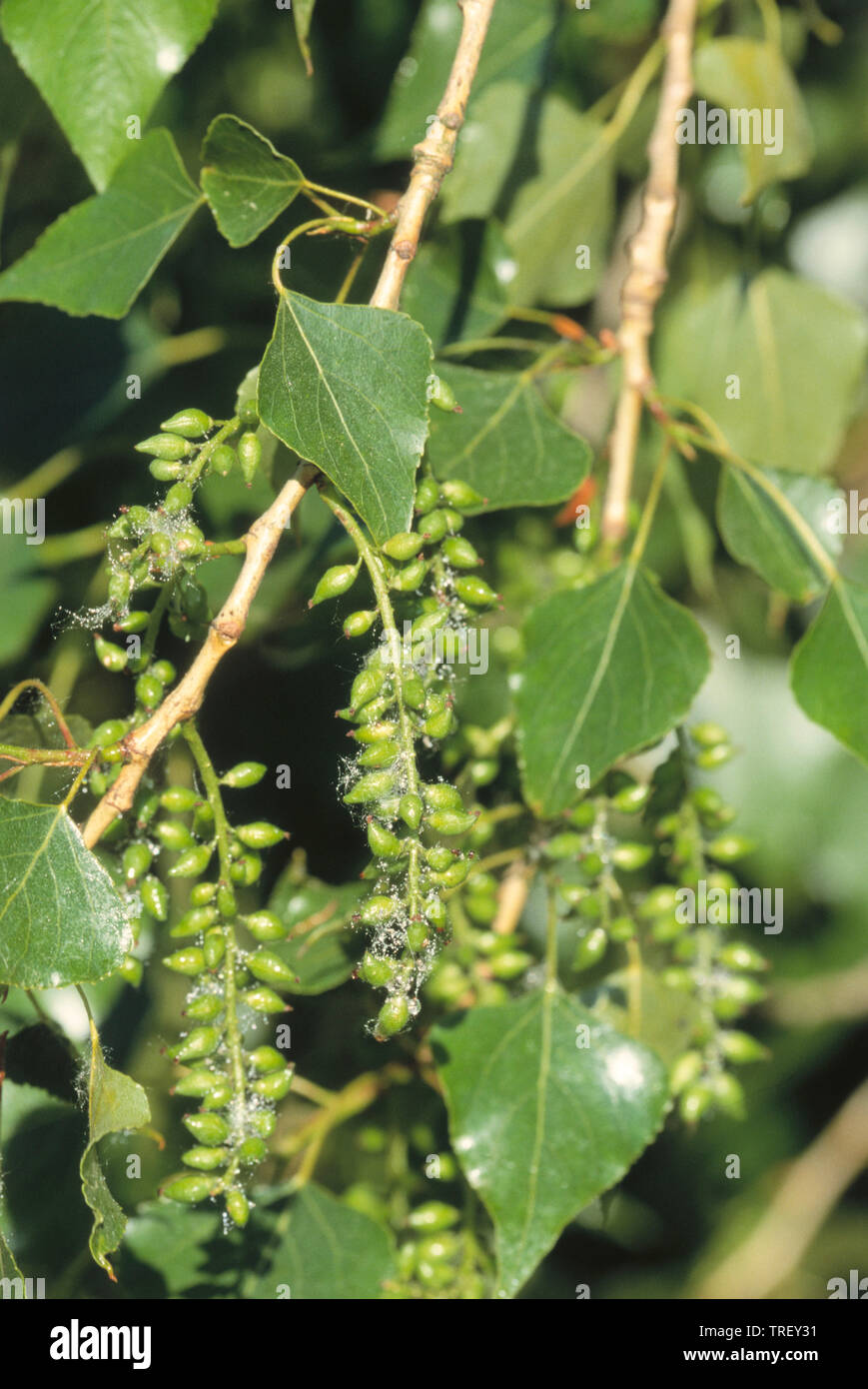 Black Poplar (Populus nigra). Twigs with leaves and fruit stands. Germany Stock Photo