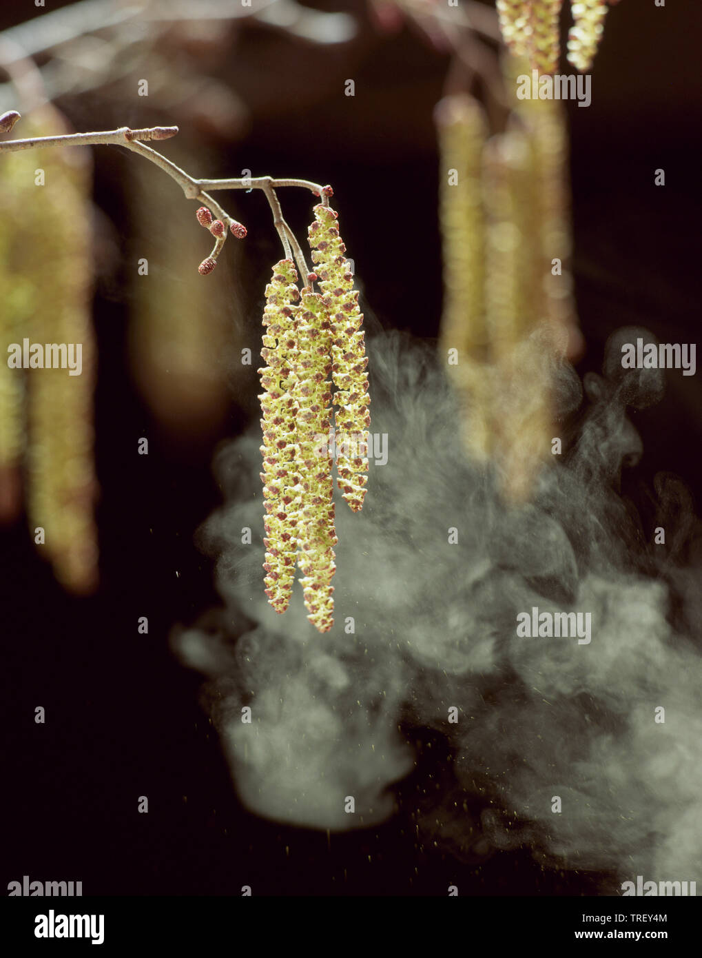 Common Alder, European Alder (Alnus glutinosa), twig with male inflorescences, dispersing pollen through wind. Stock Photo