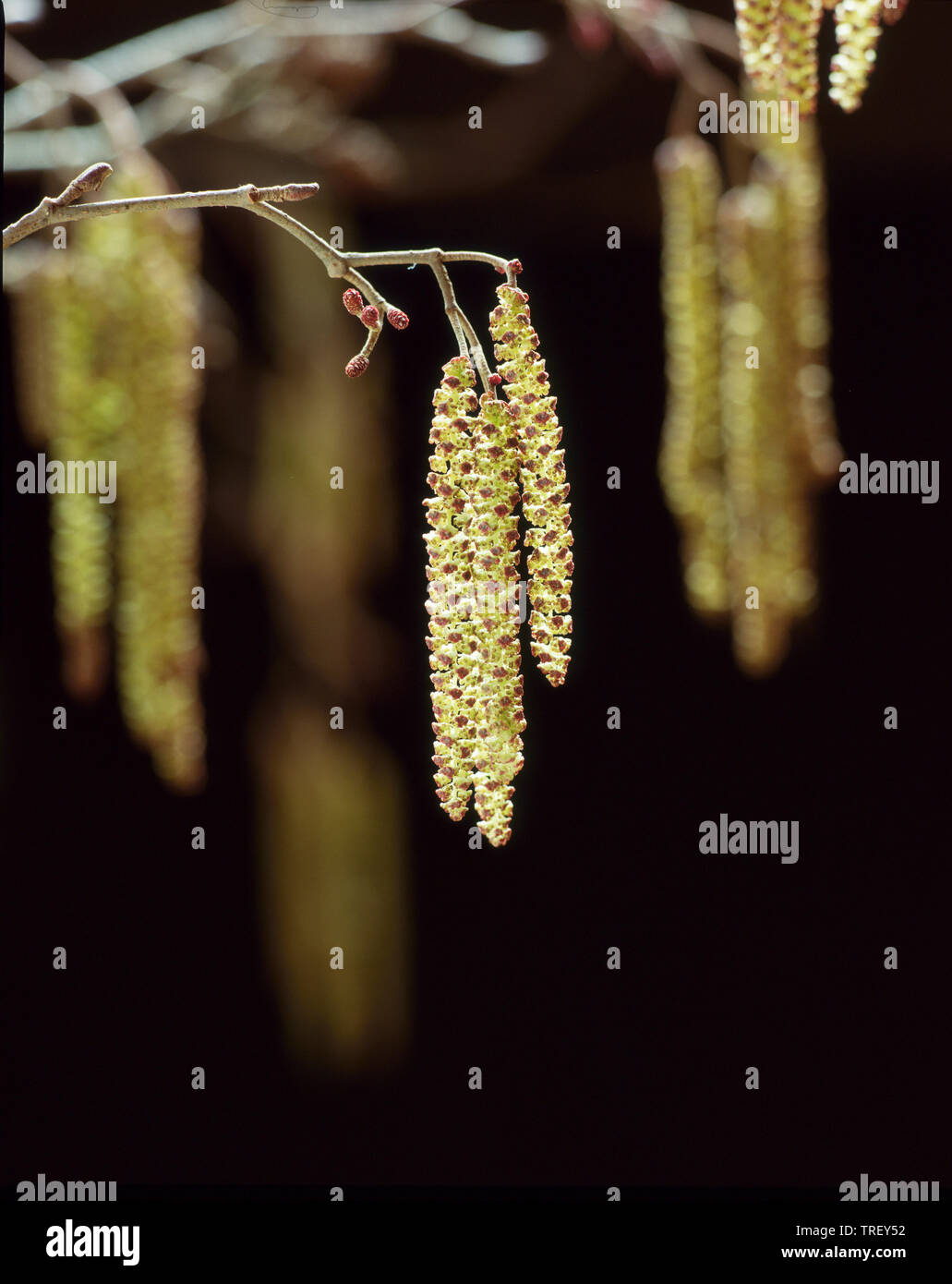 Common Alder, European Alder (Alnus glutinosa), twig with male and female inflorescences. Stock Photo