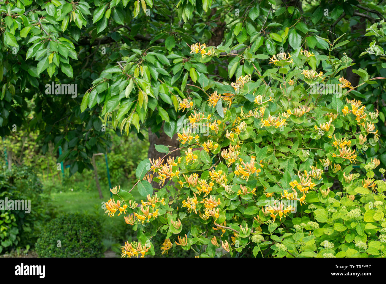 honeysuckle yellow flowers in cottage garden Stock Photo Alamy