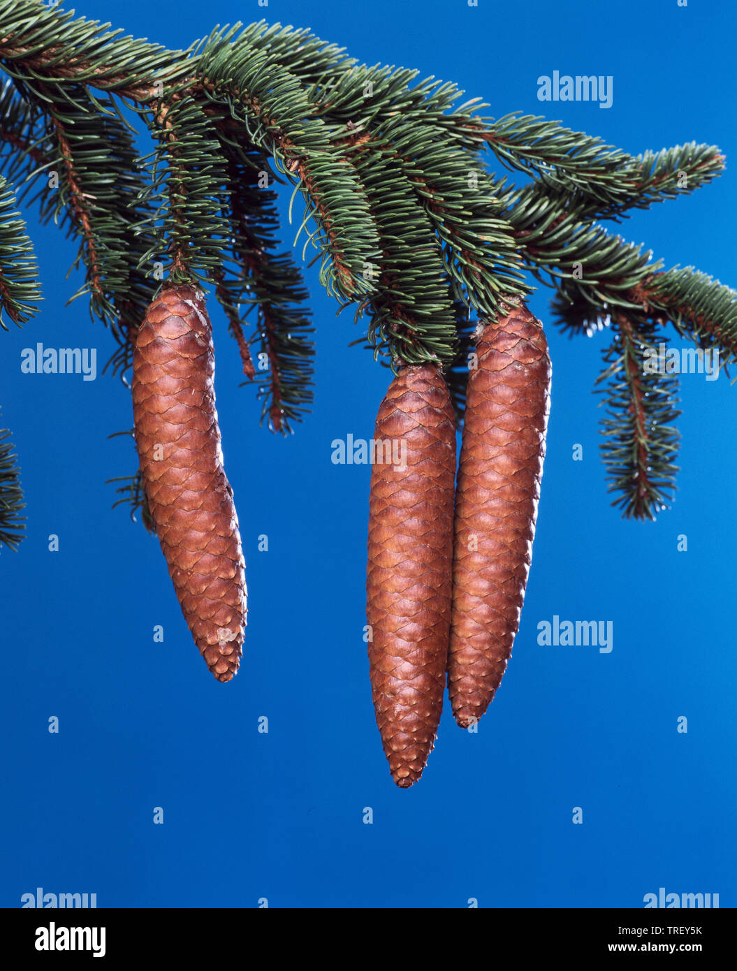Common Spruce, Norway Spruce (Picea abies). Cones on a twig. Studio picture against a blue background. Stock Photo