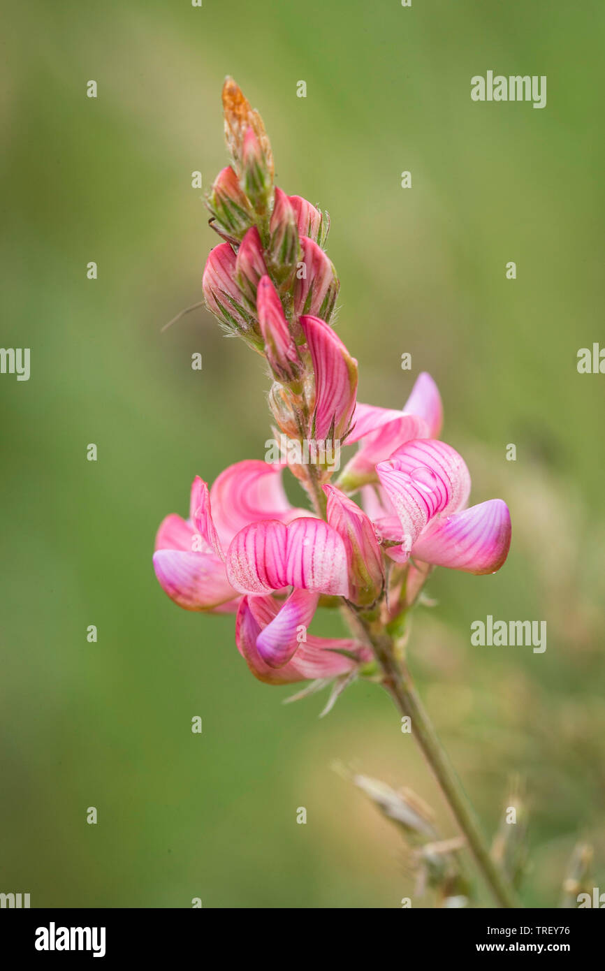 Common Sainfoin (Onobrychis viciifolia), inflorescence. Stock Photo