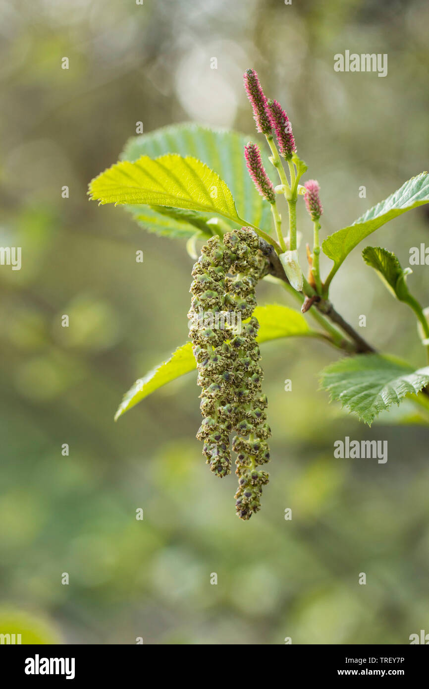 Green Alder  (Alnus alnobetula, Alnus viridis), twig with male and female flowers. Germany Stock Photo