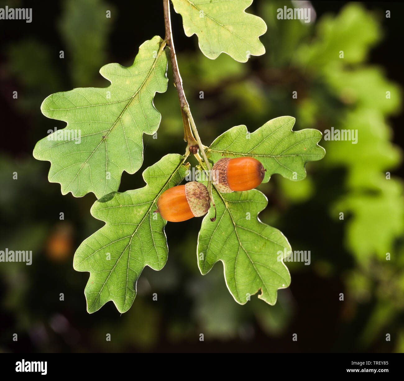 Common Oak, English Oak (Quercus robur). Acorn on a twig in autumn. Germany Stock Photo