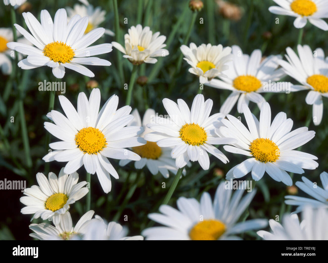 Ox-eye Daisy, Moon Daisy (Leucanthemum vulgare), flowers. Germany Stock Photo