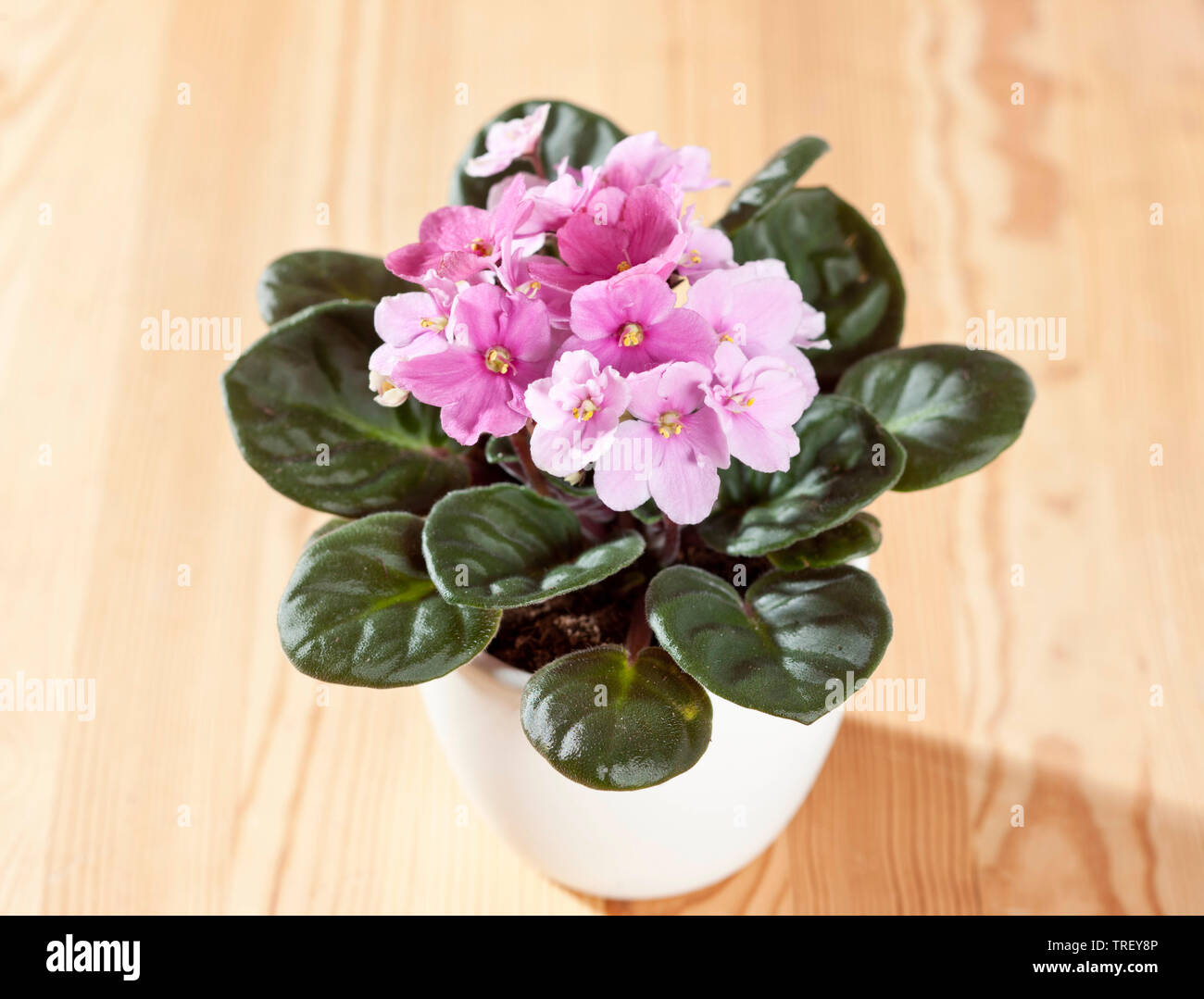 Saintpaulia, African Violet (Saintpaulia ionantha-Hybride), potted plant with pink flowers on a wooden table. Germany Stock Photo
