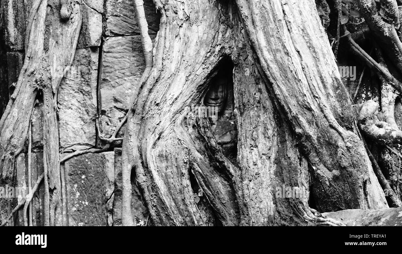 Massive tree root growing on one of the most famously visited monuments – Ta Prohm Temple, which also known as Rajaviharain or 'Jungle Temple', Stock Photo