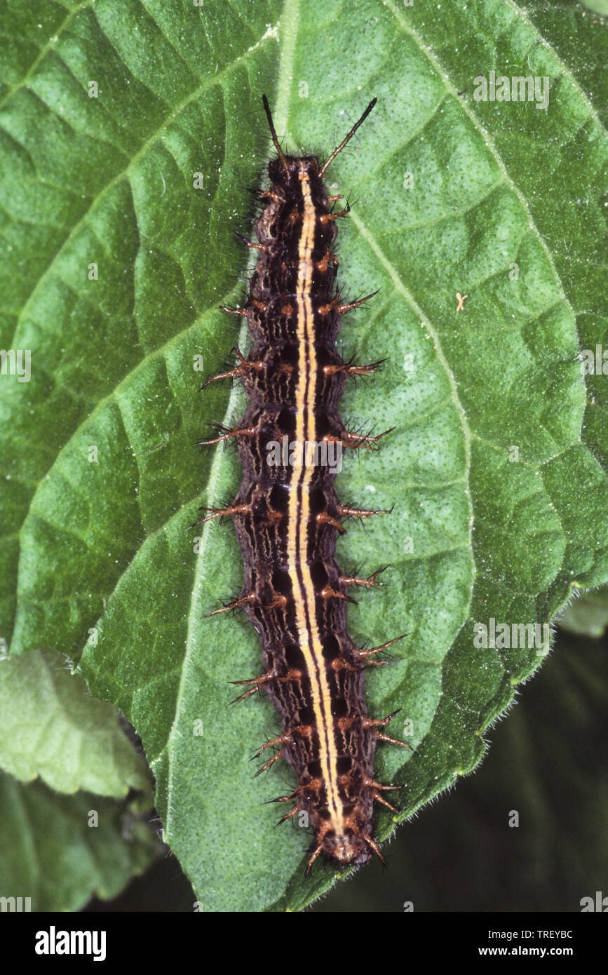 Silver-washed Fritillary (Argynnis paphia), caterpillar on a leaf Stock Photo