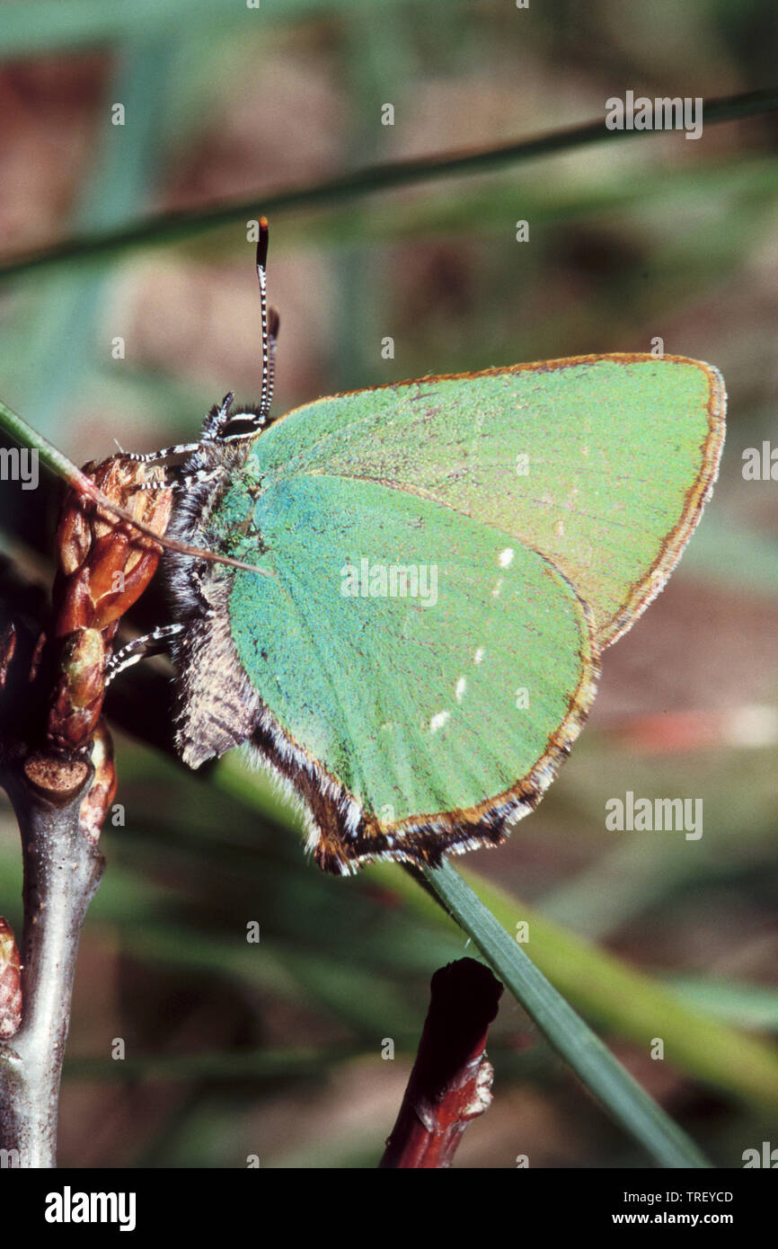 Green Hairstreak (Callophrys rubi),. Butterfly on a bud. Germany. Stock Photo