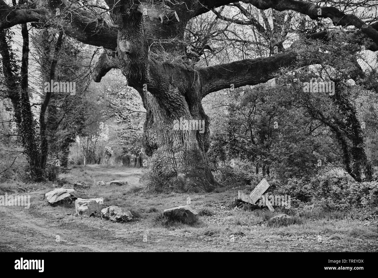 An old oak tree planted in the 16th century during the passage of Henry the 4th through Bain-de-Bretagne Stock Photo