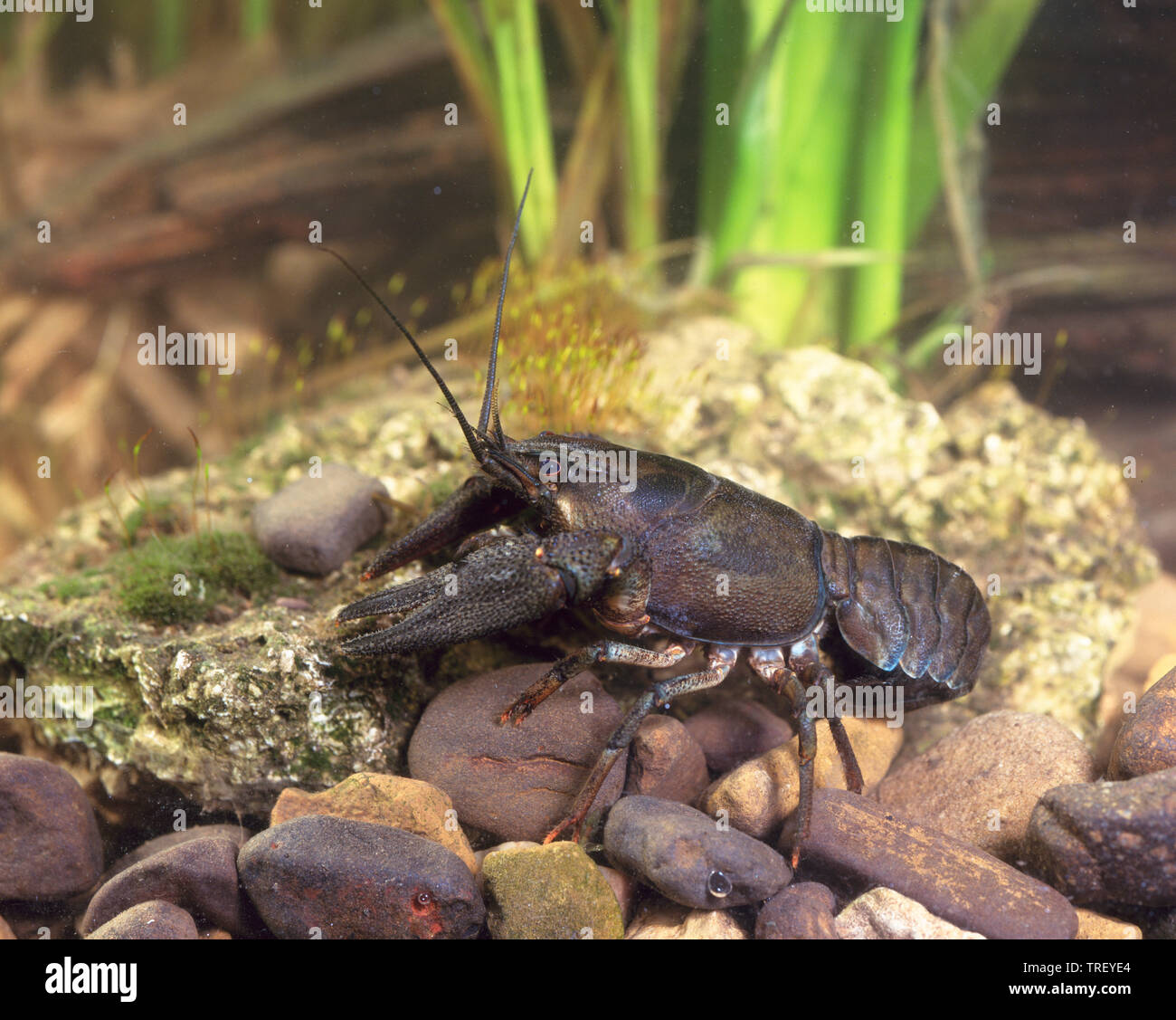 Noble Crayfish (Astacus astacus). Adult on rocks. Germany. Stock Photo