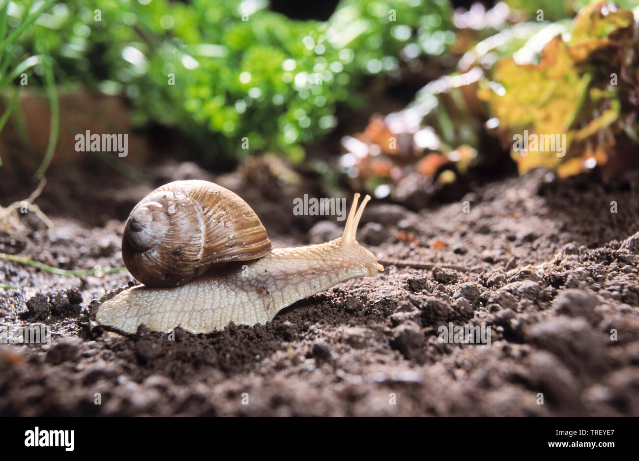 Roman Snail, Escargot, Edible Snail, Burgundy Snail (Helix pomatia) on soil. Germany Stock Photo