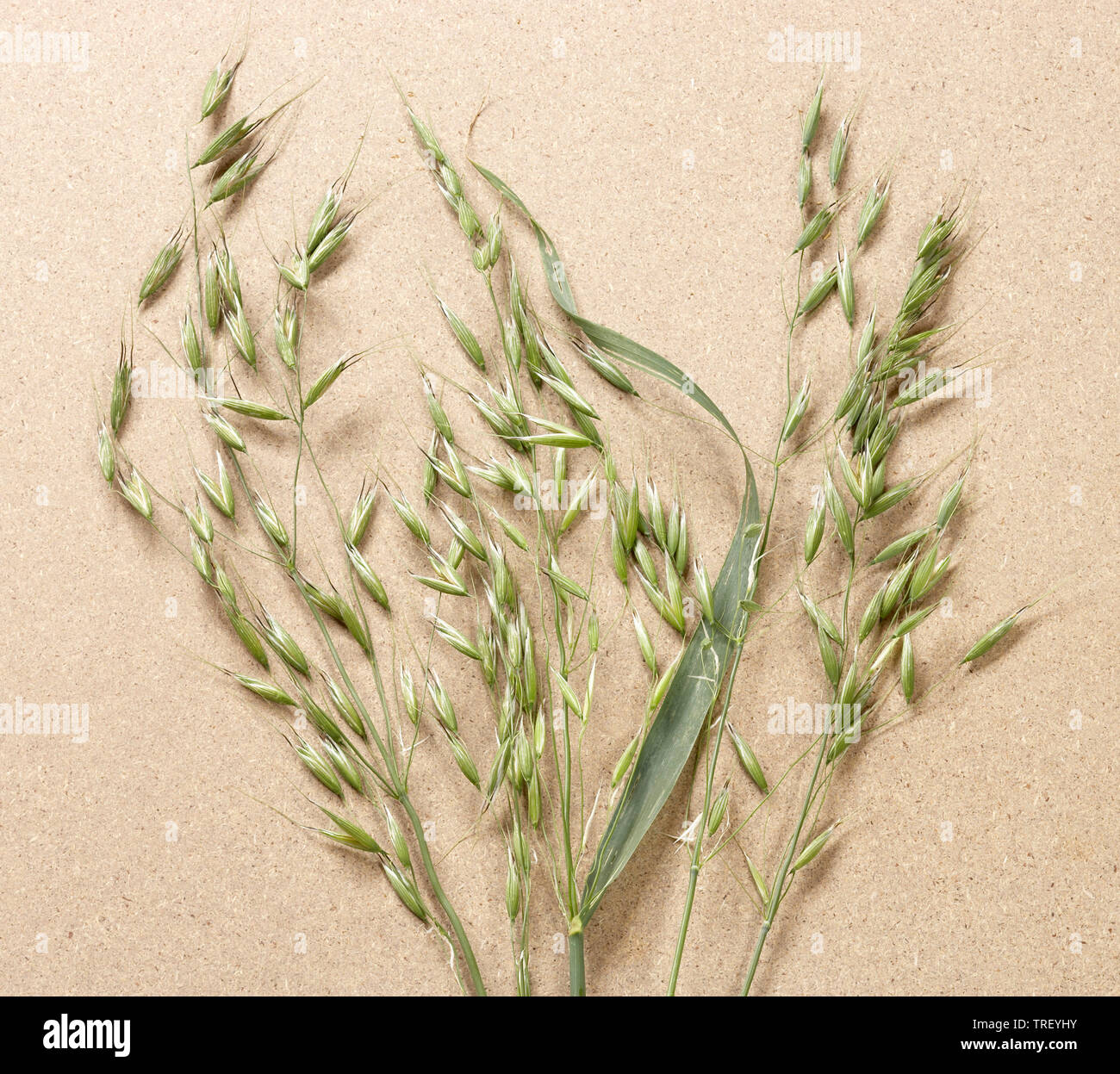 Oats (Avena sativa), panicles, studio picture against a white background Stock Photo