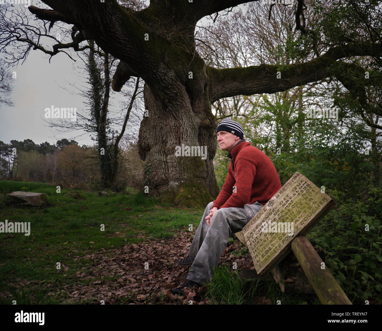 An older man sits on a bench in front of the Oak of Breslon Stock Photo