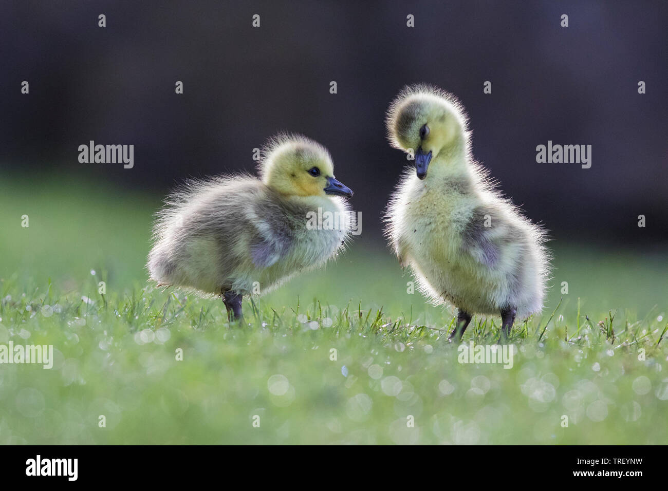 cute canada goose babies Stock Photo - Alamy