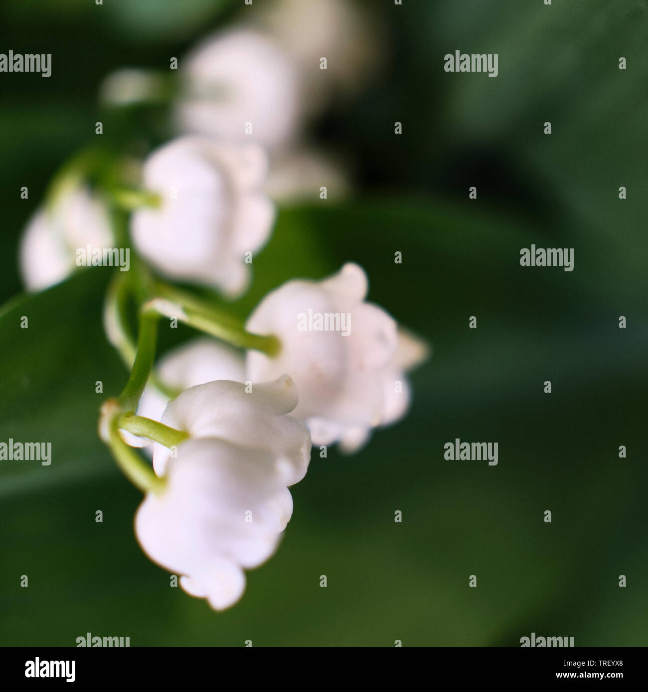 Bouquet lilies valley close hi-res stock photography and images - Alamy