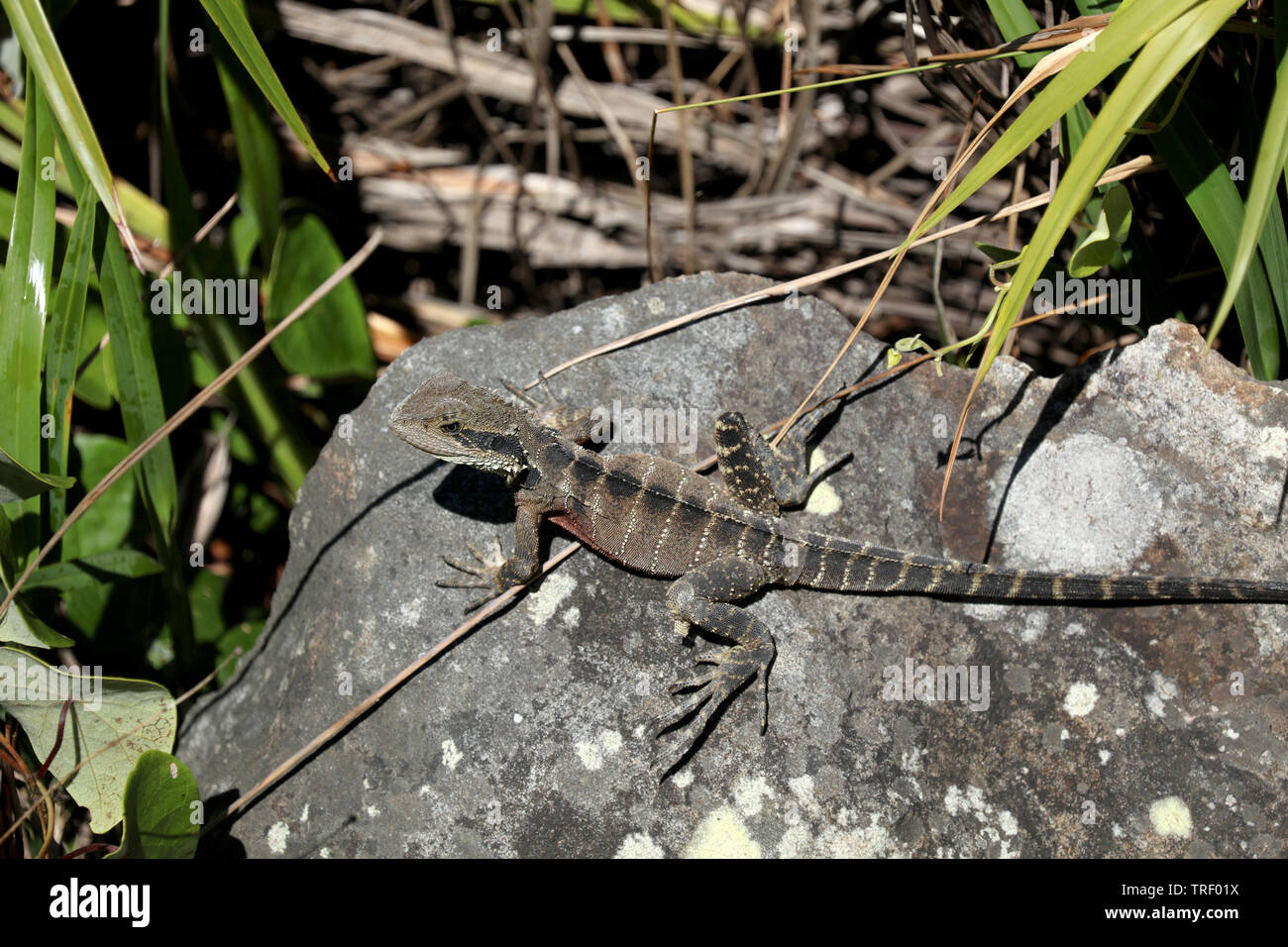 Lizard in the sun in Australia Stock Photo - Alamy