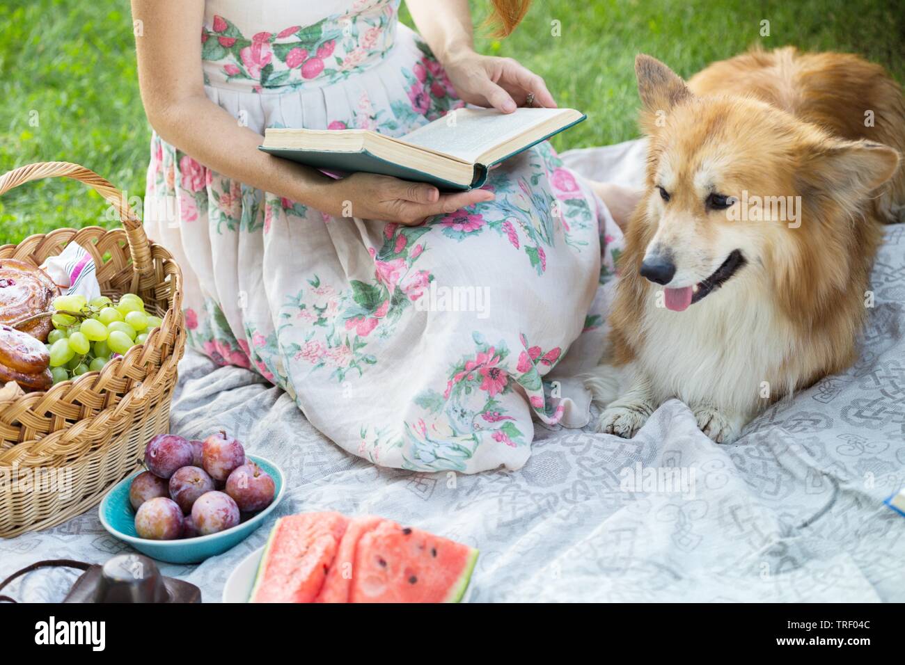 Summer - picnic in the meadow with dog. girl sitting reading a book and ...