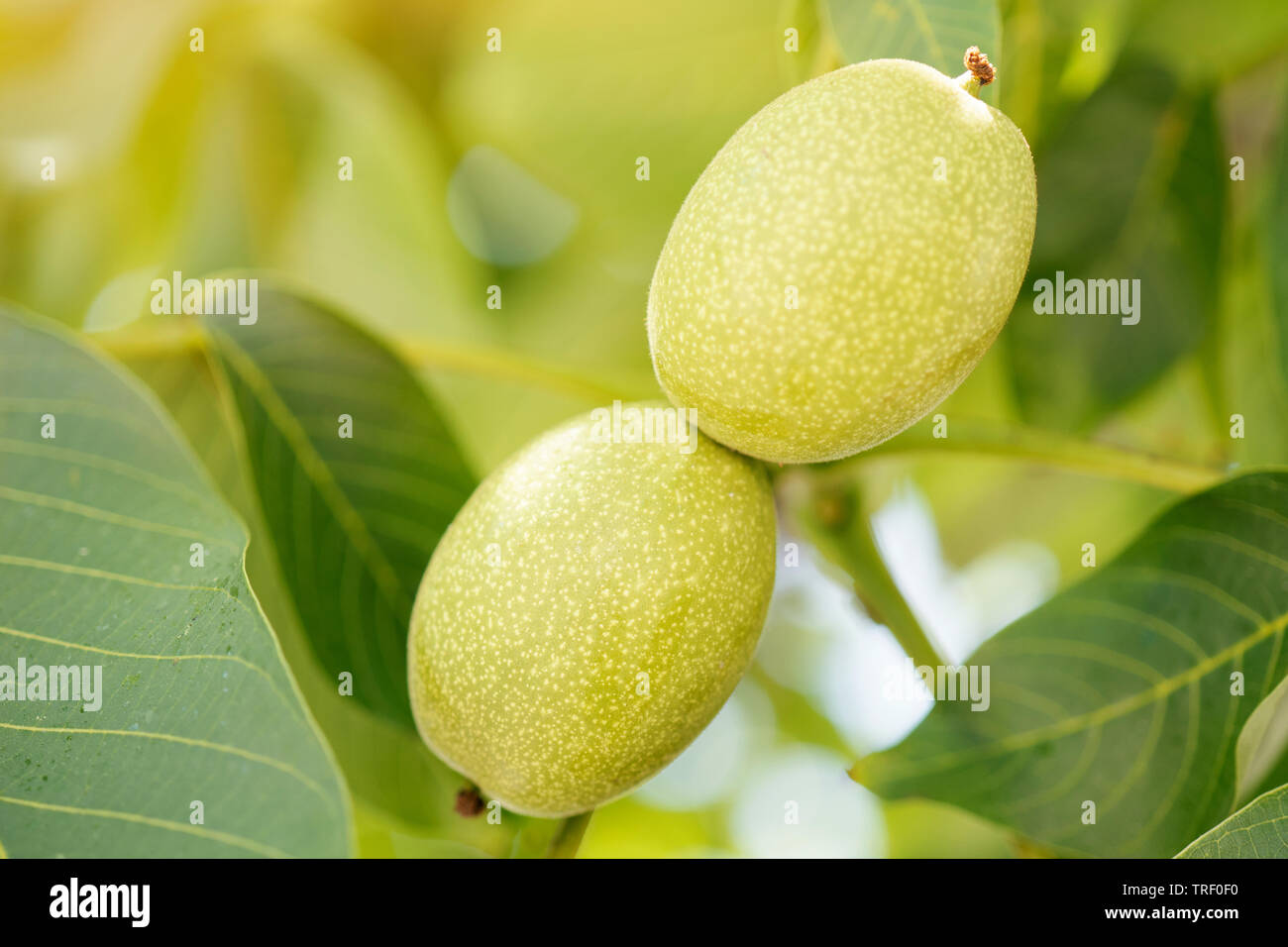 Green unripe walnuts hang on a tree on a bright sunny day. Stock Photo
