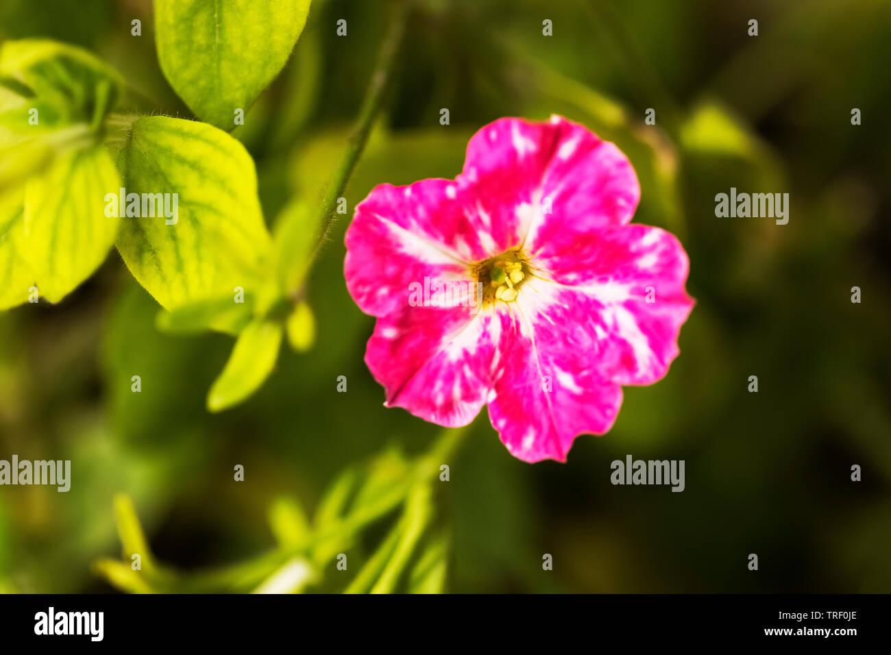 Purple color of Geranium Flower on Green Background. Stock Photo