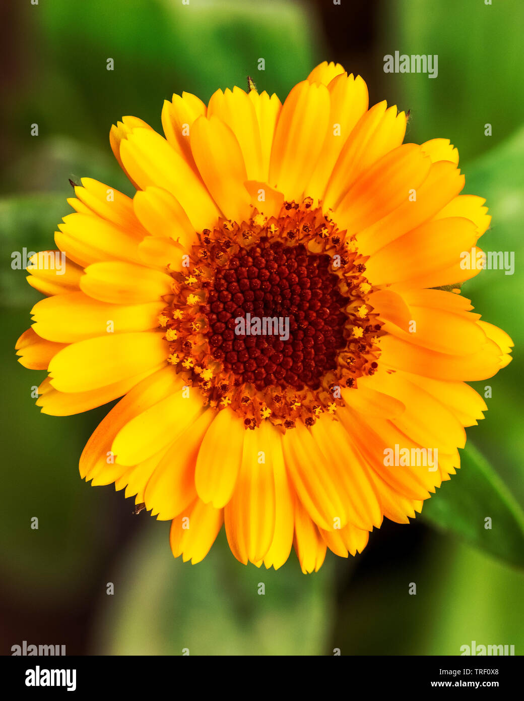 Yellow Zinnia Flower Beautiful Zinnia Flowers On Green Leaf Background Close Up View Of Zinnia Flowers In The Summer Garden Stock Photo Alamy